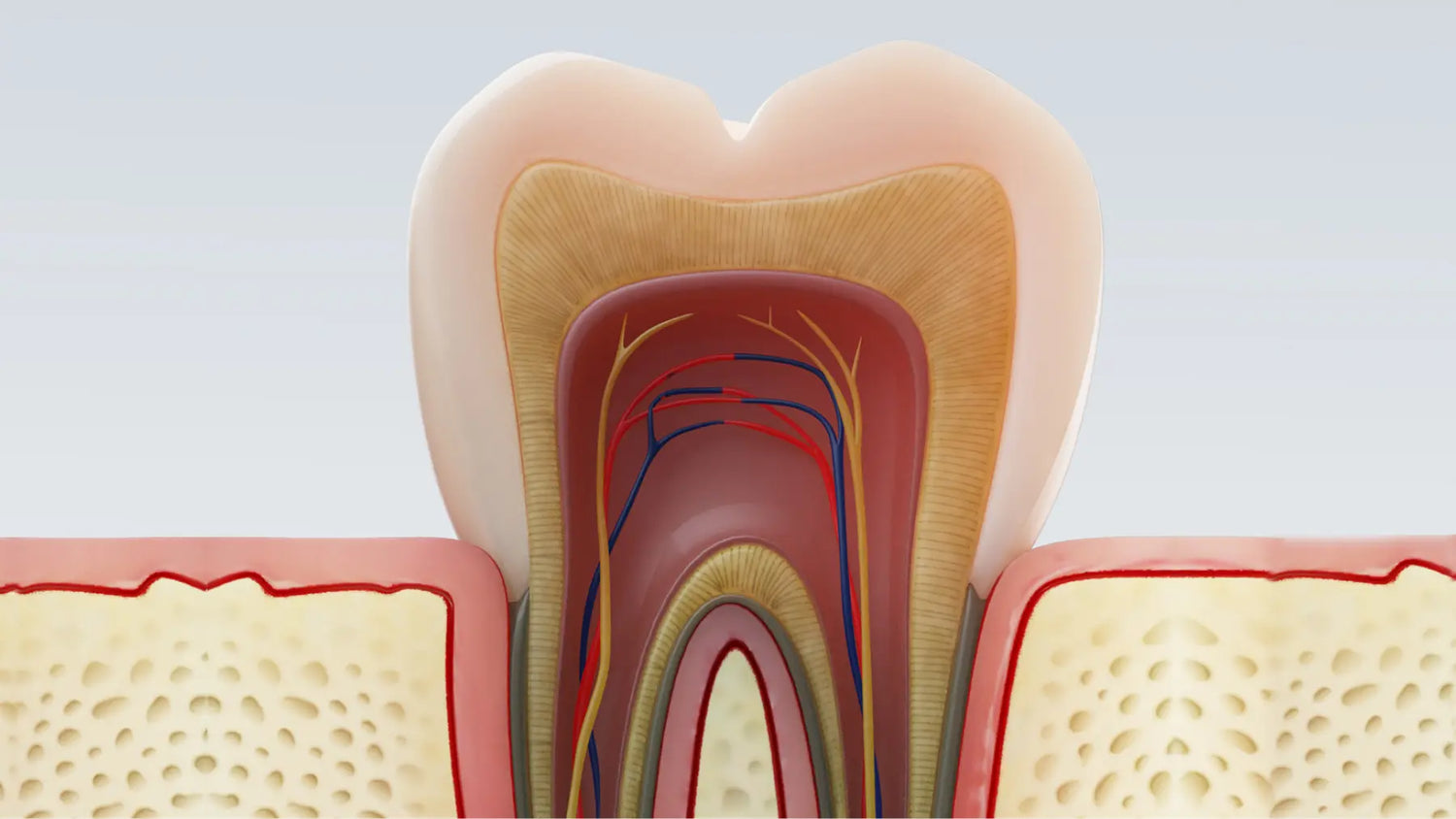 Cross-section of tooth showing enamel, dentin, and exposed tubules